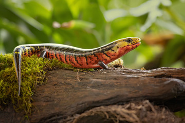 Diploglossus monotropis. This species is found in the humid Atlantic lowlands of southern Nicaragua, Costa Rica, and western Panama. IUCN Red List. Costa Rican rainbow stripe galliwasp