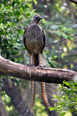 a lyre bird on a branch