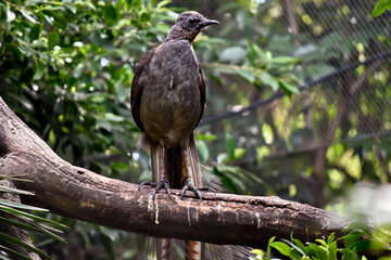 Fototapeta premium a lyre bird on a branch