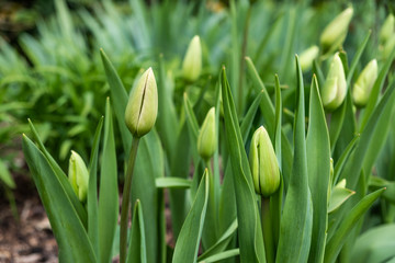 Tulips in in a flowerbed