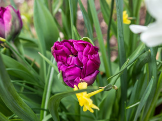 Pink tulips in in a flowerbed