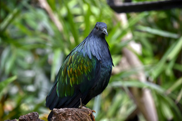 this is a close up of a nicobar pigeon is resting