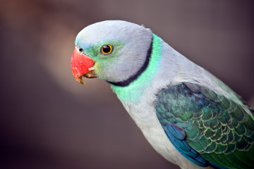 blue-winged parakeet, also known as the Malabar parakeet is a species of parakeet endemic to the Western Ghats of southern India