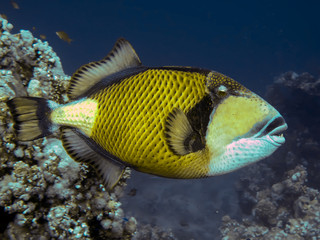 Fototapeta na wymiar titan triggerfish ( balistoides viridescens). Taking in Red Sea, Egypt