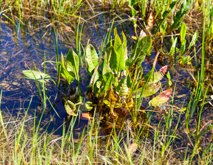 Aquatic plant, sagittaria sanfordii, growing in the wild.