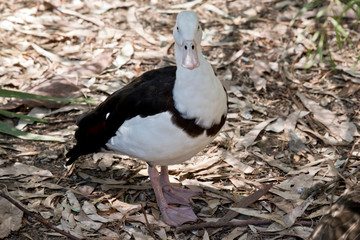 this is a close up of a radjah shelduck