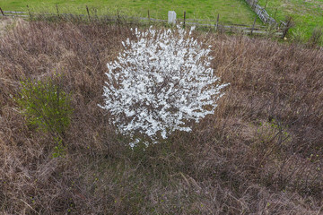 Blooming cherry plum. A plum tree among dry grass. White flowers of plum trees on the branches of a...