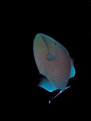 Redtooth triggerfish (Odonus niger) Taking in Red Sea, Egypt