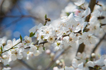 spring cherry blossom