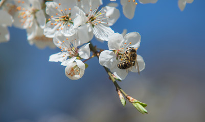 bee on flower
