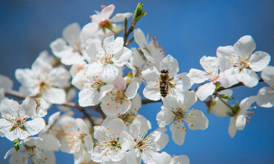 white flowers in spring