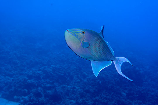 Redtooth triggerfish (Odonus niger) Taking in Red Sea, Egypt