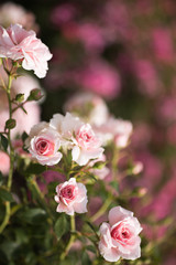 Dekorative Rosenblüten