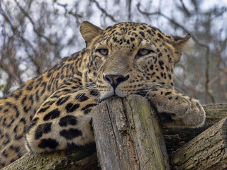 Persian Leopard, Panthera pardus saxicolor, resting male lying on the branch