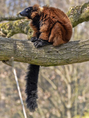 Red ruffed lemur, Varecia rubra, sitting on a tree and looking around