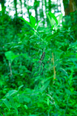 Giant Wood Spider in net