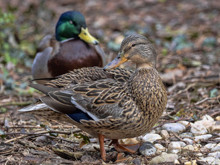 A pair of Wild Duck, Anas platyrhynchos, is a very common bird