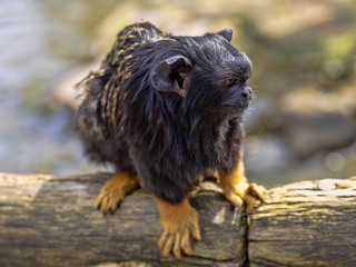 Red-handed tamarin, Saguinus midas, sits on a branch watching the surroundings