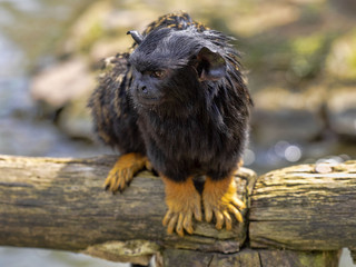 Red-handed tamarin, Saguinus midas, sits on a branch watching the surroundings