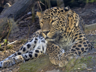 Naklejka na ściany i meble Persian Leopard, Panthera pardus saxicolor, resting male lying on the ground