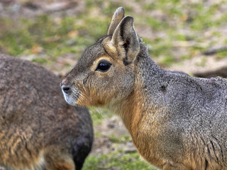 Fototapeta premium Mara, Dolichotis patagonum, inhabits the South American steppe
