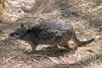 This is a side view of a small Tammar wallaby