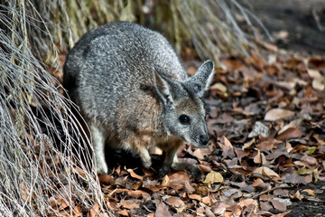 this is a close up of a small Tammar walaby