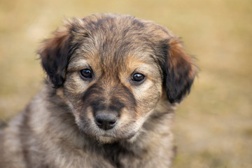 Cute little stray mongrel puppy. Portrait of little brown homeless puppy dog.