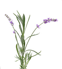 Bundle of lavender with green leaves, isolated on white background.