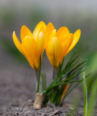 Two yellow crocus in full blossom grow in the brown earth in the park. First beautiful spring flowers.