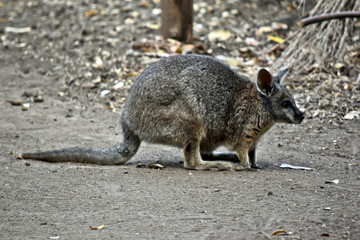 This is a side view of a small Tammar walaby