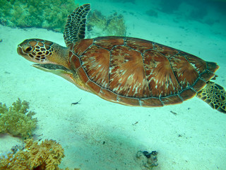 Green sea turtle. (Chelonia mydas). Taking in Red Sea, Egypt.