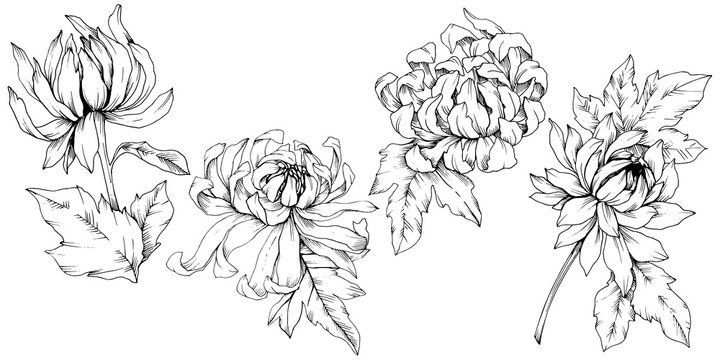 Vector Chrysanthemum floral botanical flowers. Black and white engraved ink art. Isolated flower illustration element.