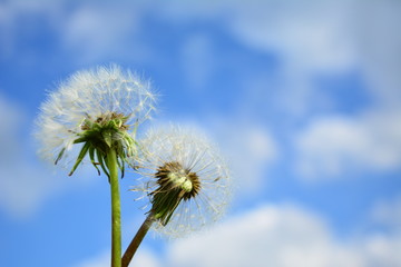 dandelion against blue sky
