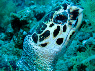 Hawksbill turtle (Eretmochelys imbricata)