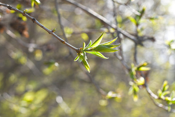 Young leaves on the branch. Spring theme. Spring background. Green leaves background. 