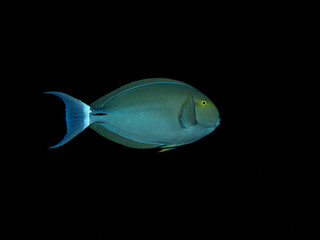 Black Surgeonfish (Acanthurus gahhm)Taking in Red Sea, Egypt.
