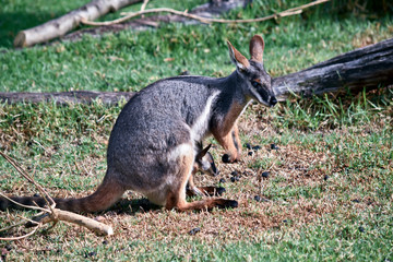 a yellow footed rock wallaby and her joey