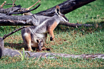 a yellow footed rock wallaby and her joey