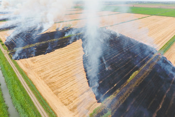 Burning straw in the fields of wheat after harvesting
