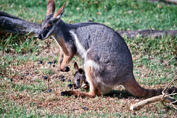 a yellow footed rock wallaby and her joey