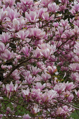 Blooming magnolia in the garden