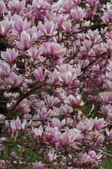 Blooming magnolia in the garden