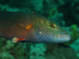 Bandcheek wrasse  (Oxycheilinus digrammus)  Taking in Red Sea, Egypt