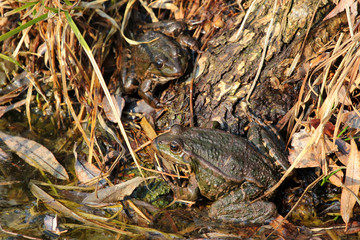 Common marsh frogs (Pelophylax ridibundus) in the grass