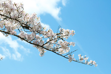 青空と桜