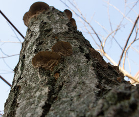 Fototapeta premium Mushrooms growing on a tree,Vegan food