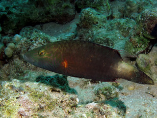 Bandcheek wrasse  (Oxycheilinus digrammus)  Taking in Red Sea, Egypt
