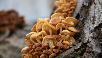 Mushrooms growing on a tree,Vegan food