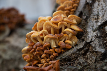 Mushrooms growing on a tree,Vegan food